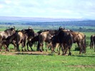 Herd of Wildebeests